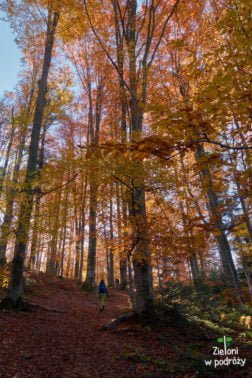 Kolory jesieni w Bieszczadach
